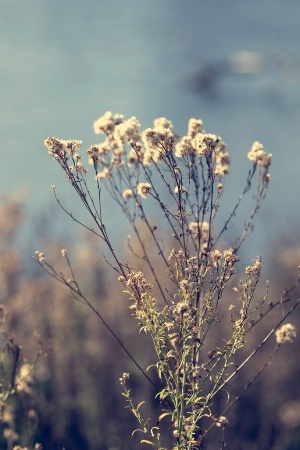 Dried Beauty