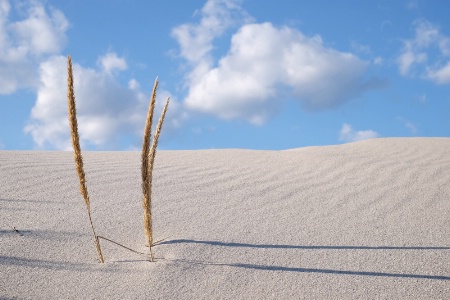 Dune Close-Up