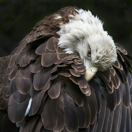 Preening