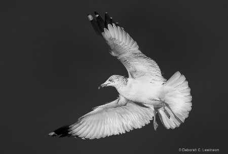 Gull in  Flight