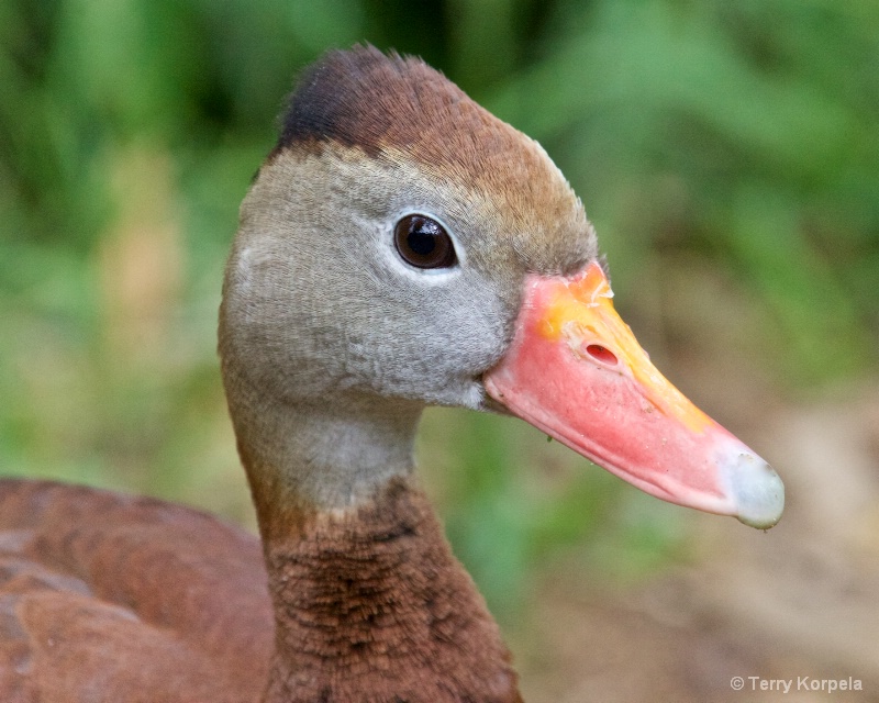 Black-bellied Whistling Duck - ID: 15294007 © Terry Korpela