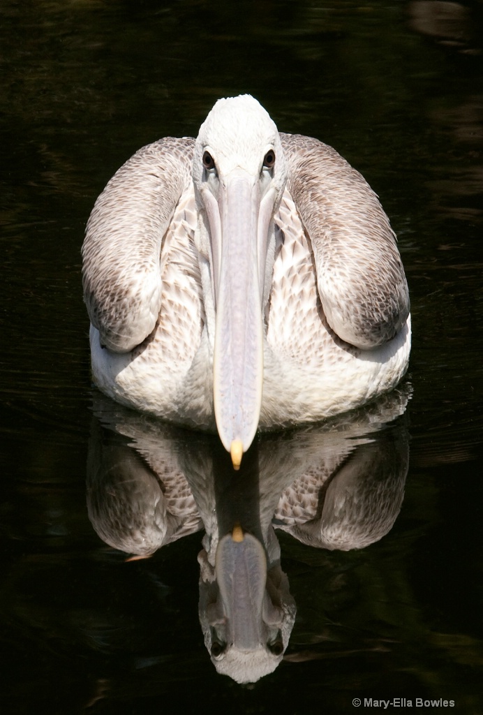 Pelican, Pelican