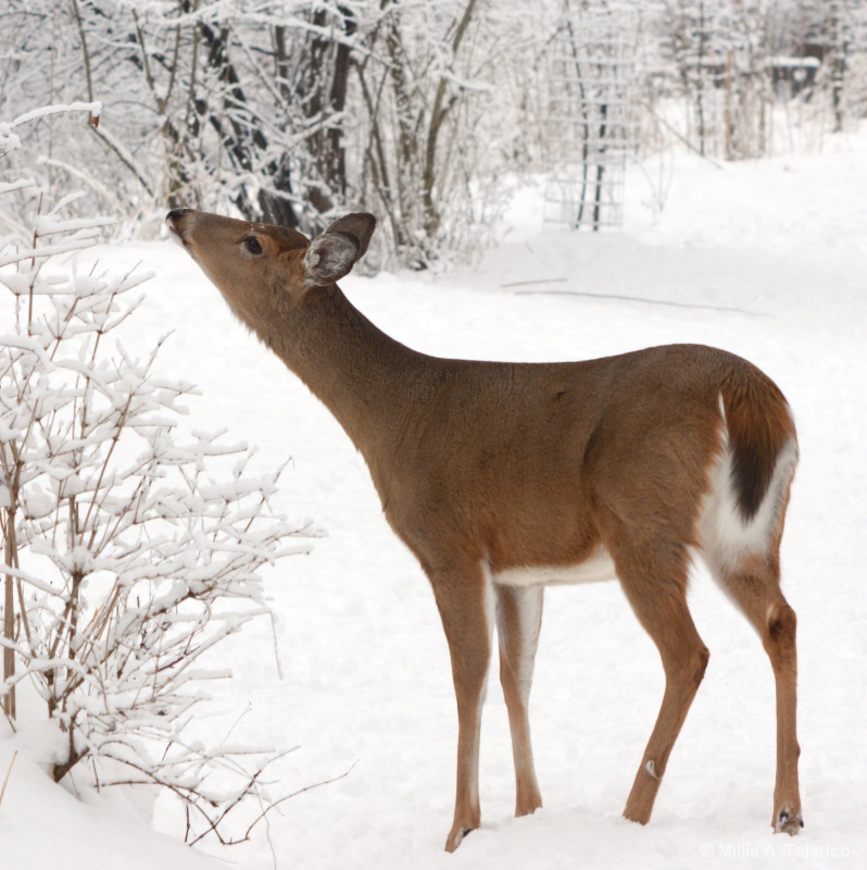 Whitetail Doe