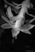 Bloom of Christma...