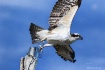 The Leap