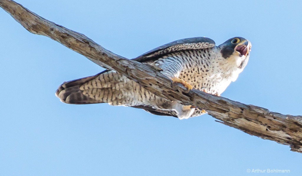 Peregrine Falcon