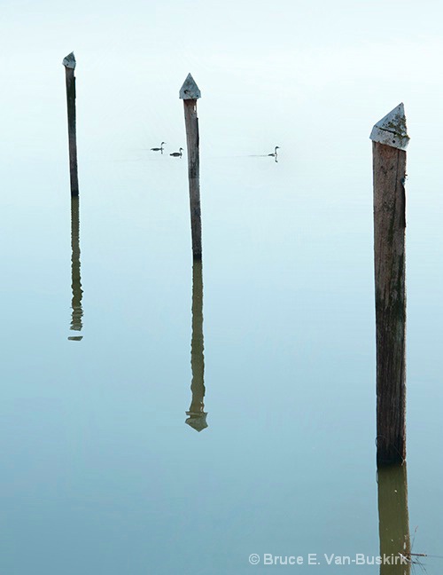 Grebe reflections