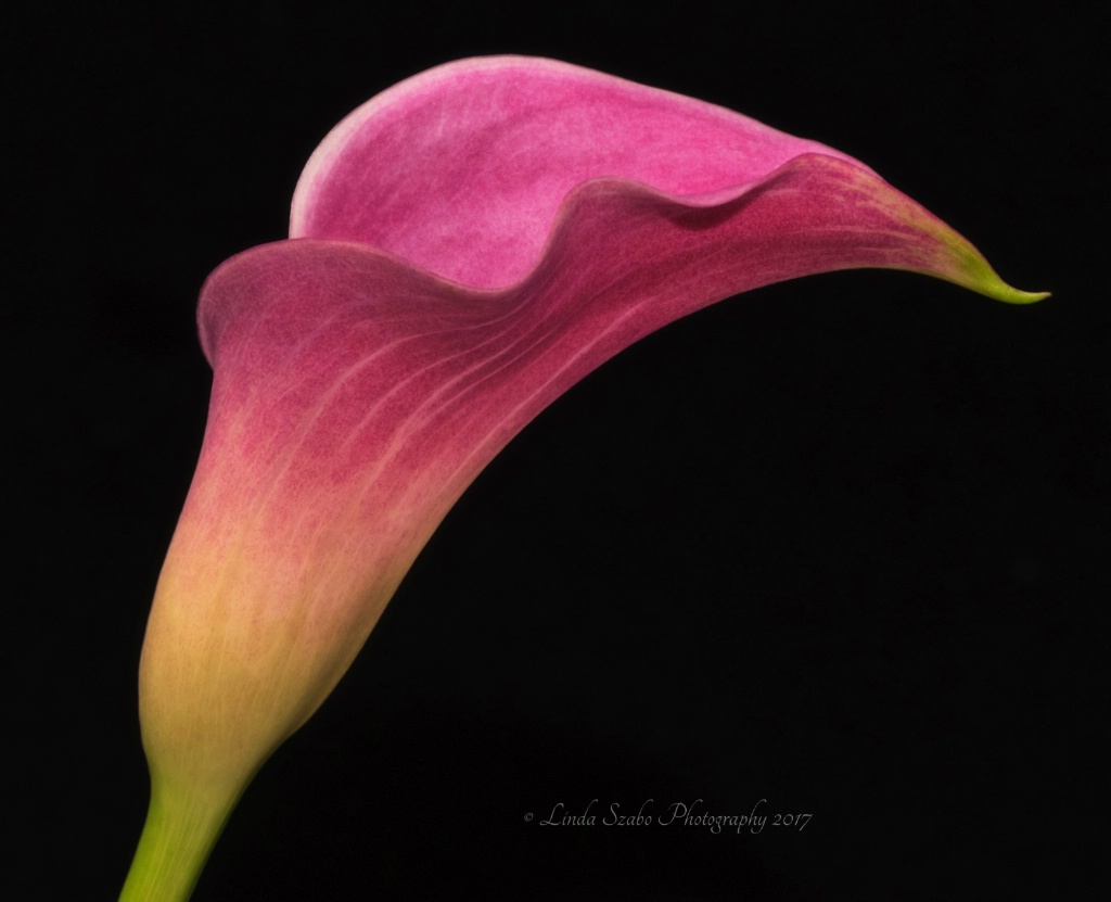 Curvy Calla