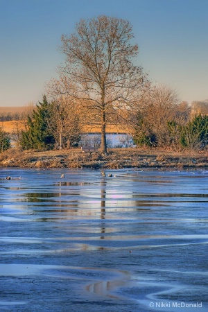 Winter Tree and Ice