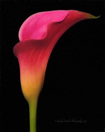 Curvy Jewel Tone Calla