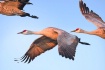 Sandhills In Flig...