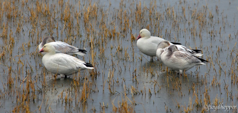 Quiet Time, Snow Geese Resting