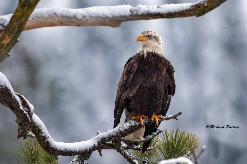 Eagle in the snow 2861