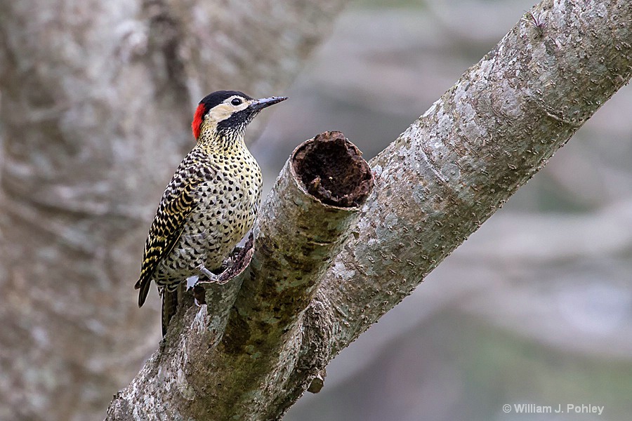 Green-barred Woodpecker - ID: 15295572 © William J. Pohley