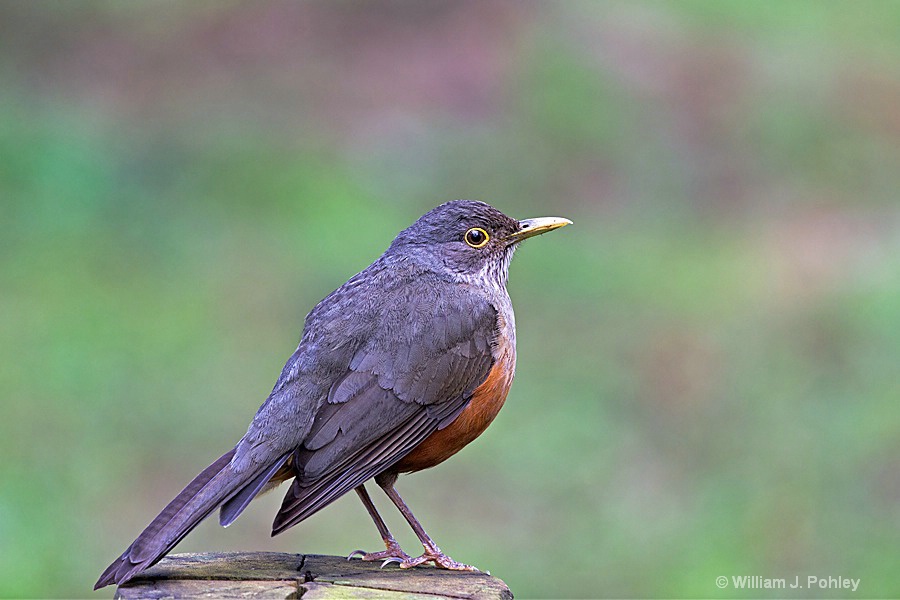 Rufous-bellied Thrush - ID: 15295573 © William J. Pohley