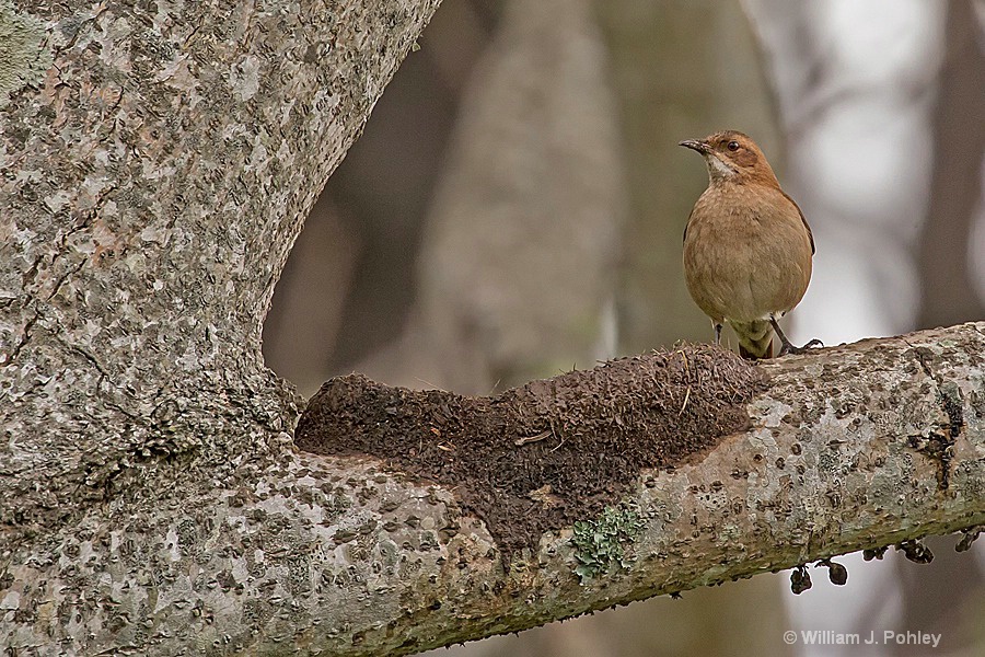 Rufous Hornero, early stages of nest building  - ID: 15295574 © William J. Pohley