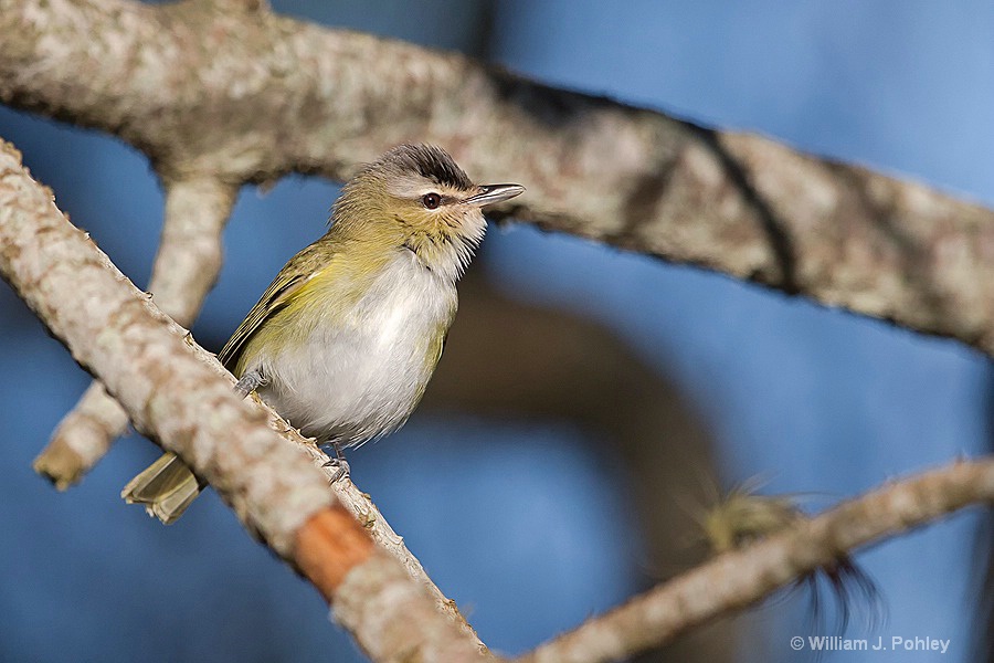 Red-eyed Vireo - ID: 15295577 © William J. Pohley