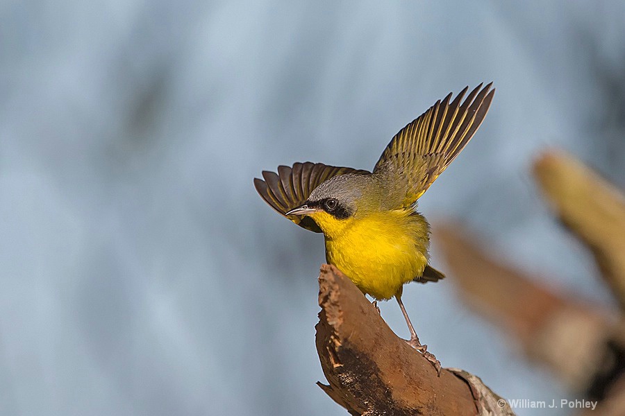 Masked Yellowthroat take off - ID: 15295578 © William J. Pohley