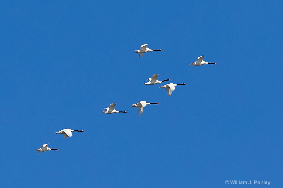 Black-necked Swans - ID: 15295584 © William J. Pohley
