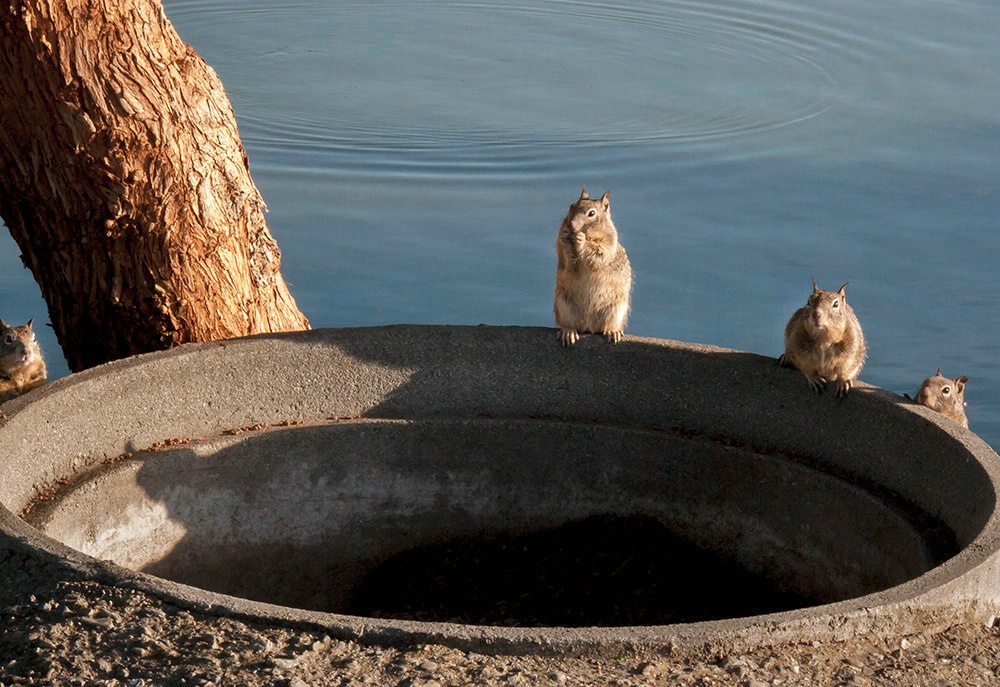Little squirrely guys at Lake Elizabeth