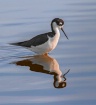 Black Necked Refl...
