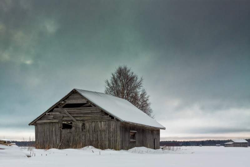 Barn And Birch Tree On A Cold Winter Day