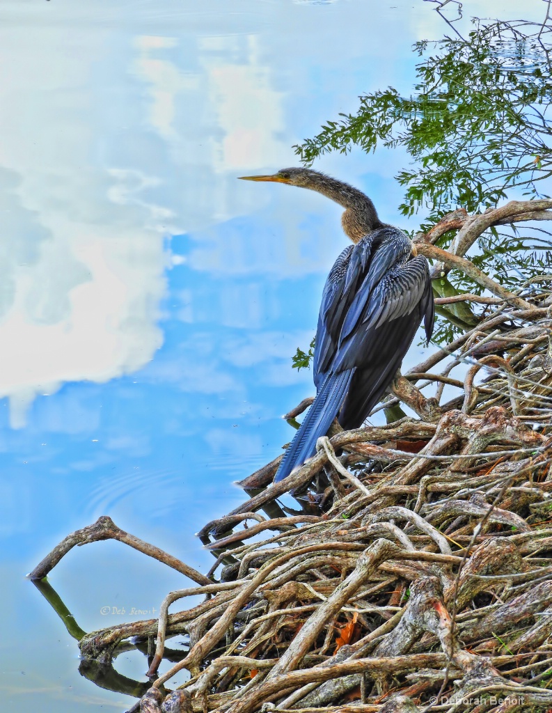 Anhinga in the Clouds