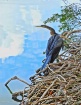 Anhinga in the Cl...