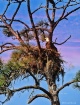 Holly Hill Eagle ...