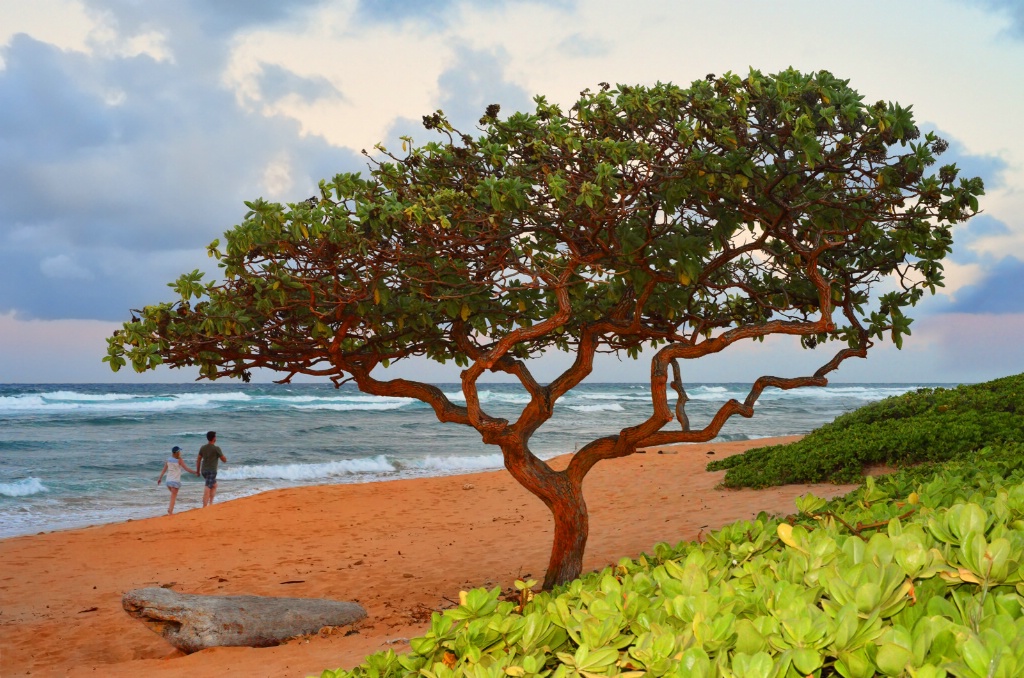 A Walk on the Beach