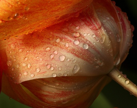 Orange tulip after a shower