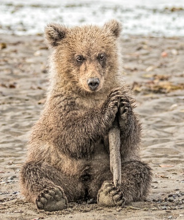 Bear Cub Beach Toy  