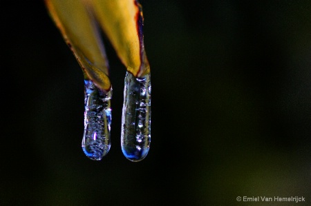 frozen drops
