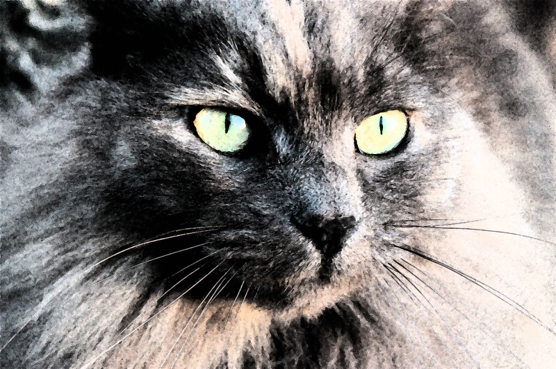 Cat Eyes Fresco