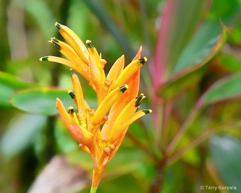 Hilo Botanical Garden - ID: 15296632 © Terry Korpela