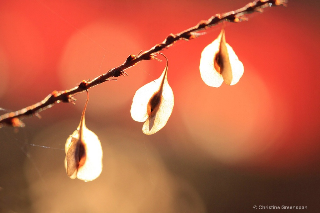 Seed Pods