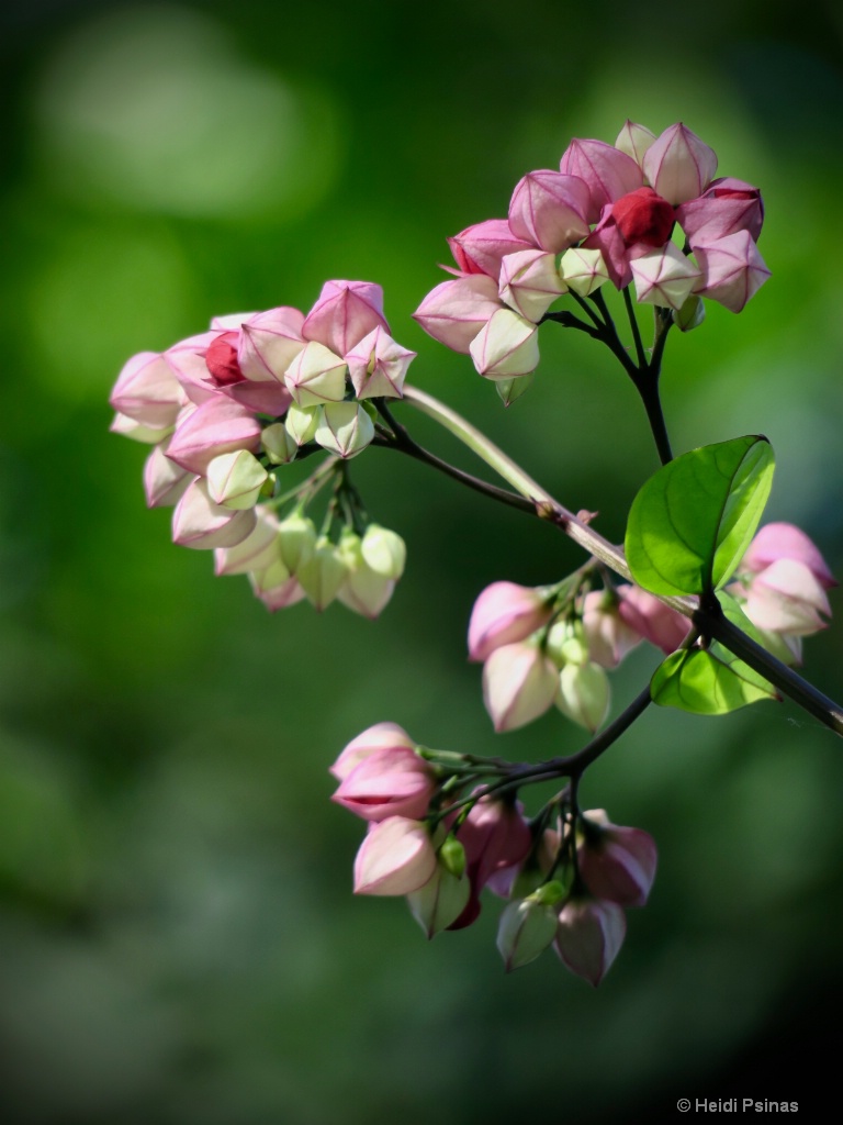 Fresh Pinks