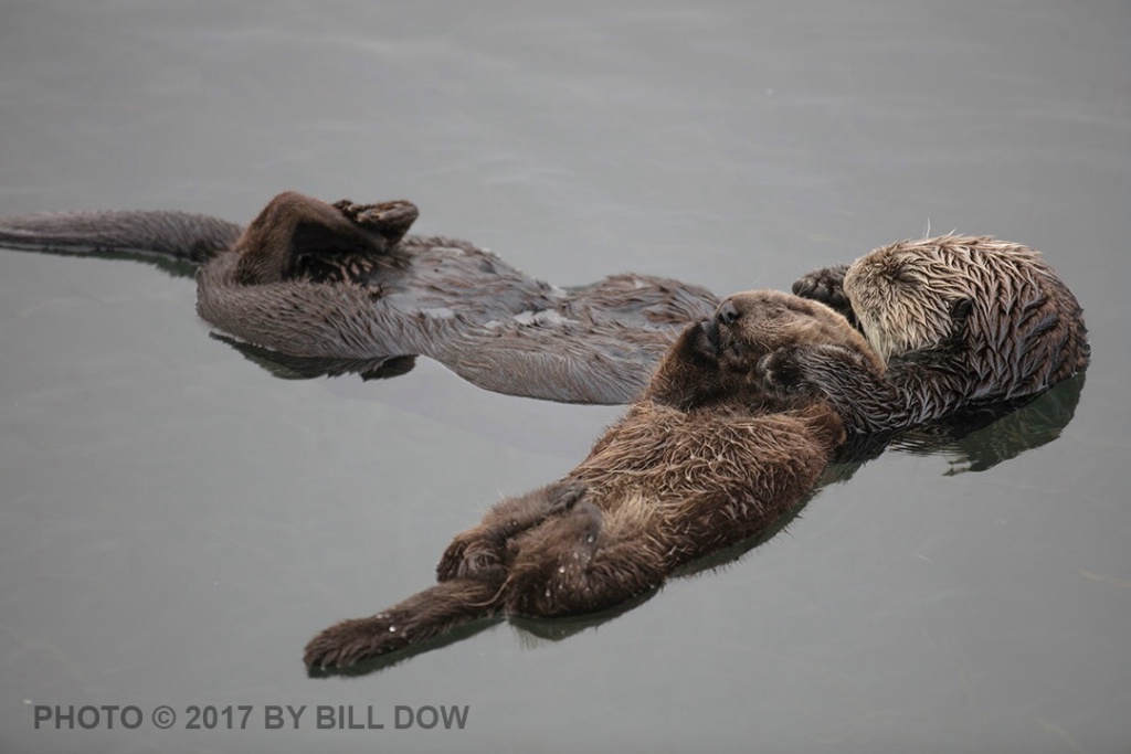 W5A6012 - ID: 15296718 © William Dow