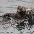 © William Dow PhotoID # 15296721: W5A6048