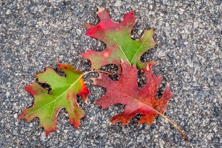 Fallen Oak Leafs