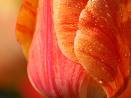 Drops over orange tulip’s petals