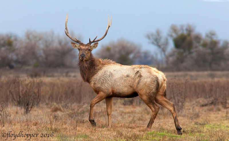 Tule Elk Stare Down