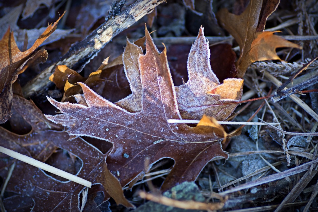 Frosted leaves