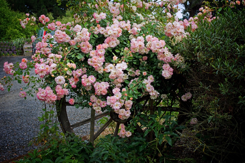 Wagon Wheel Roses