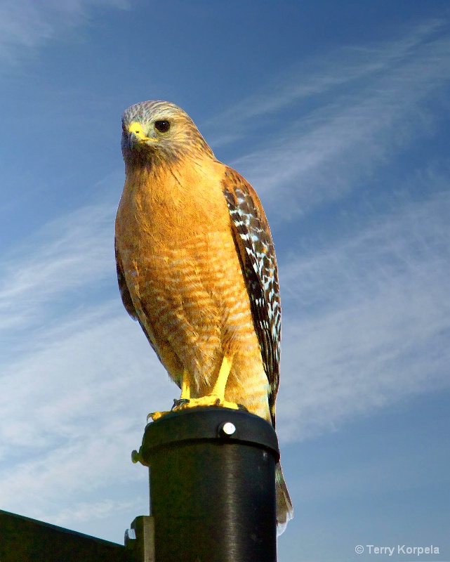Red-shouldered Hawk - ID: 15297095 © Terry Korpela