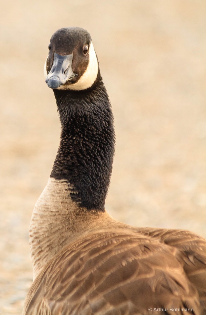 Candian Goose