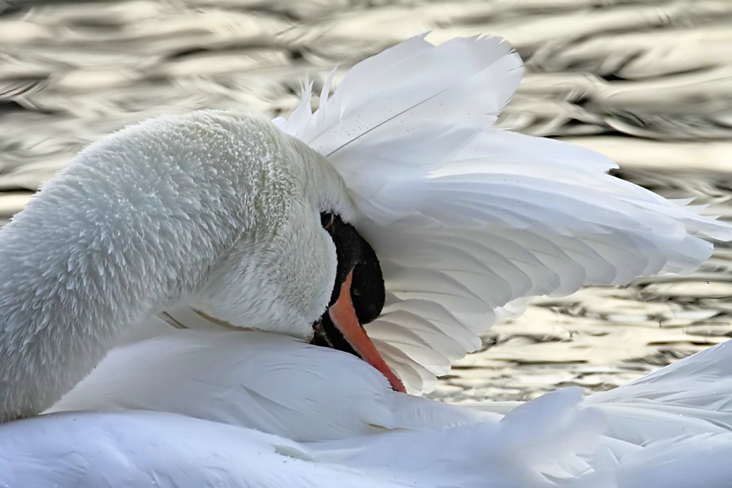 Swan