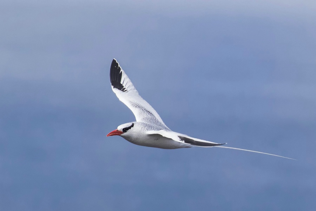 Tropic Bird