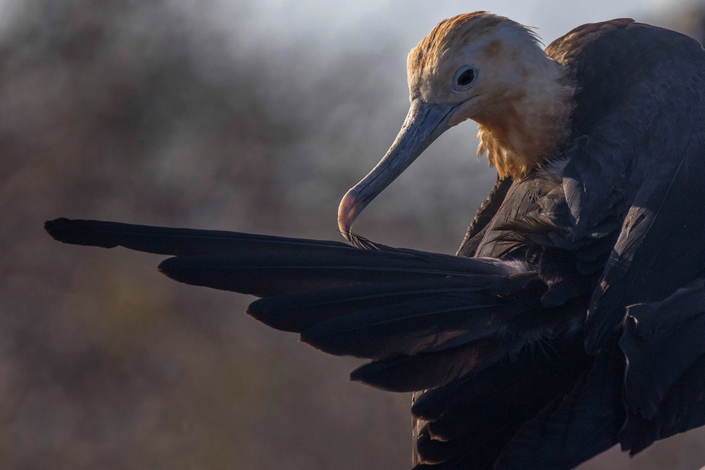 Frigate bird