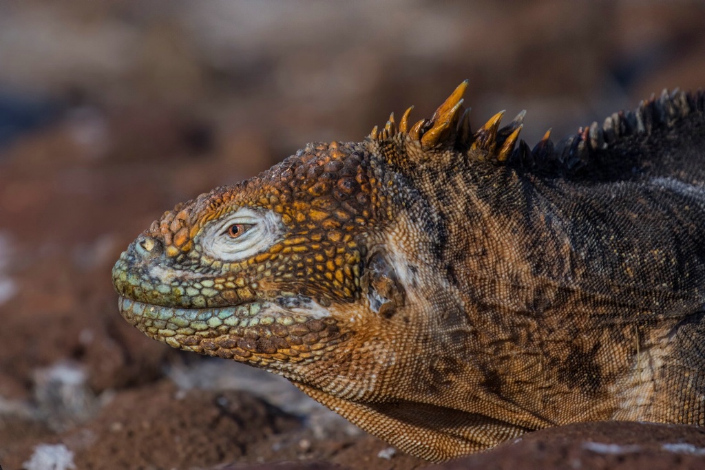 Galapagos Land Iguana 